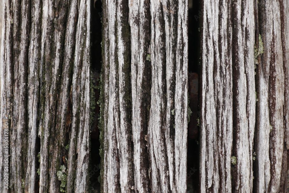 Obraz premium 古木のテクスチャ 背景