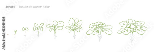 Broccoli Growth Stages from Seed to Mature Plant Vector Illustration for Agribusiness and Crop Planning