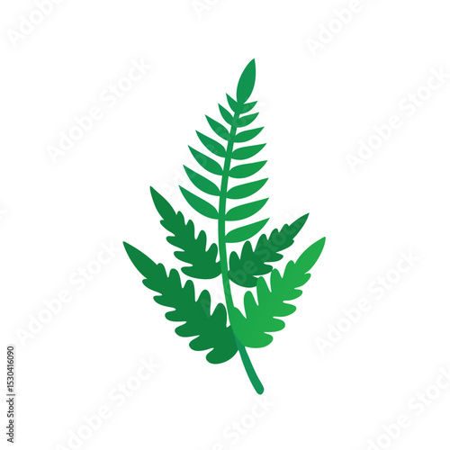 fern leaf isolated on white