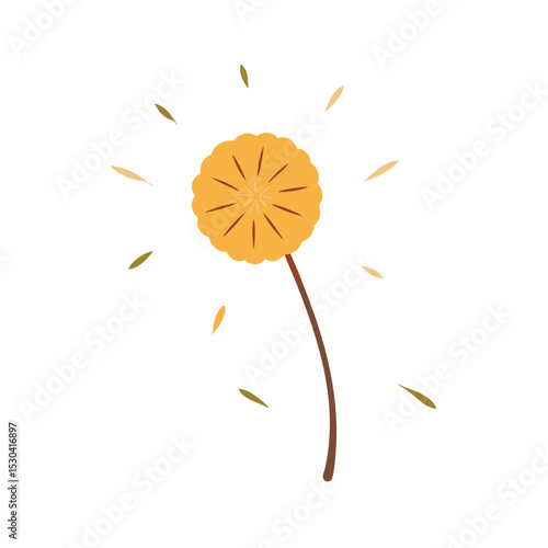 dandelion on white background