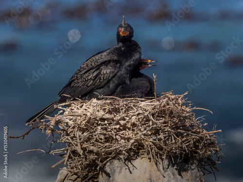 Kormorane im Nest