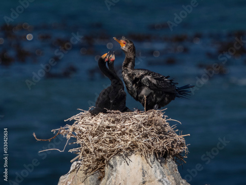 Kormorane im Nest
