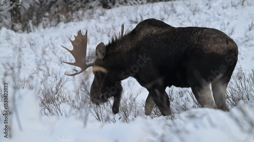 Bull moose in the Canadian Rockies in the winter