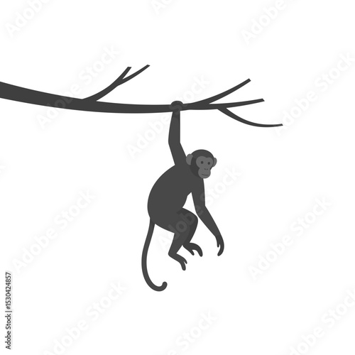 Gray monkey hangs from a gray branch on a white background