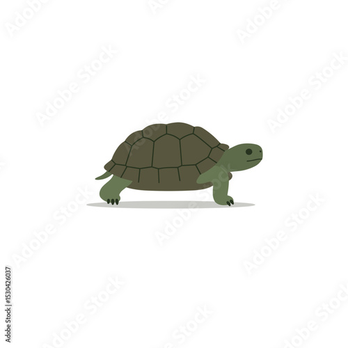 Cartoon tortoise illustration on a white background in motion with a muted green shell