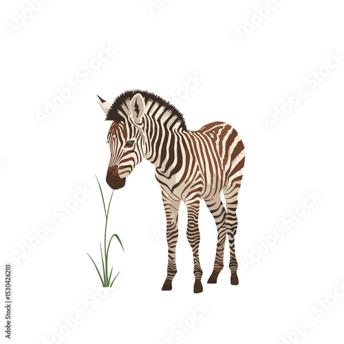 Stripped Zebra