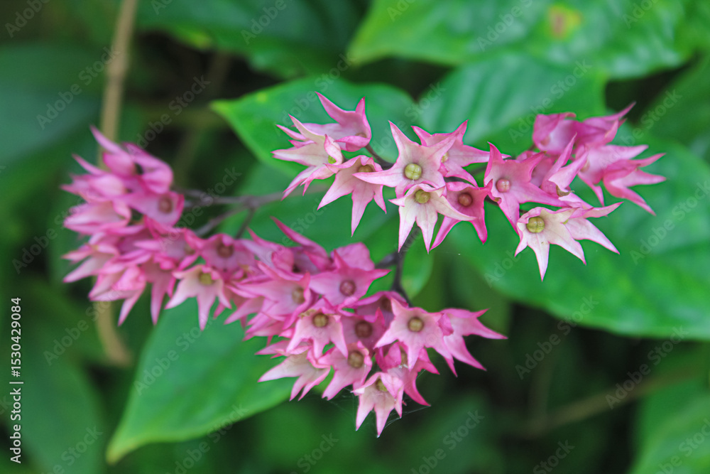 Fototapeta premium Beautiful Pink Star-shaped Flowers Blooming