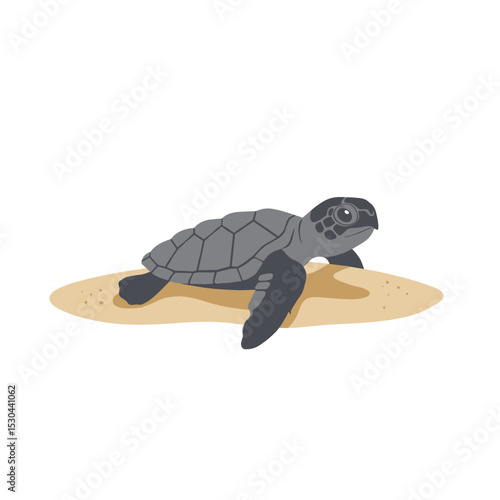 A baby sea turtle emerging from the sandy beach, heading towards the ocean waves
