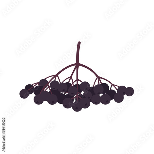 Cluster of dark berries on a branch against a white background, ideal for food illustrations