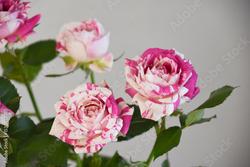 Wallpaper Mural フラッシング Torontodigital.ca