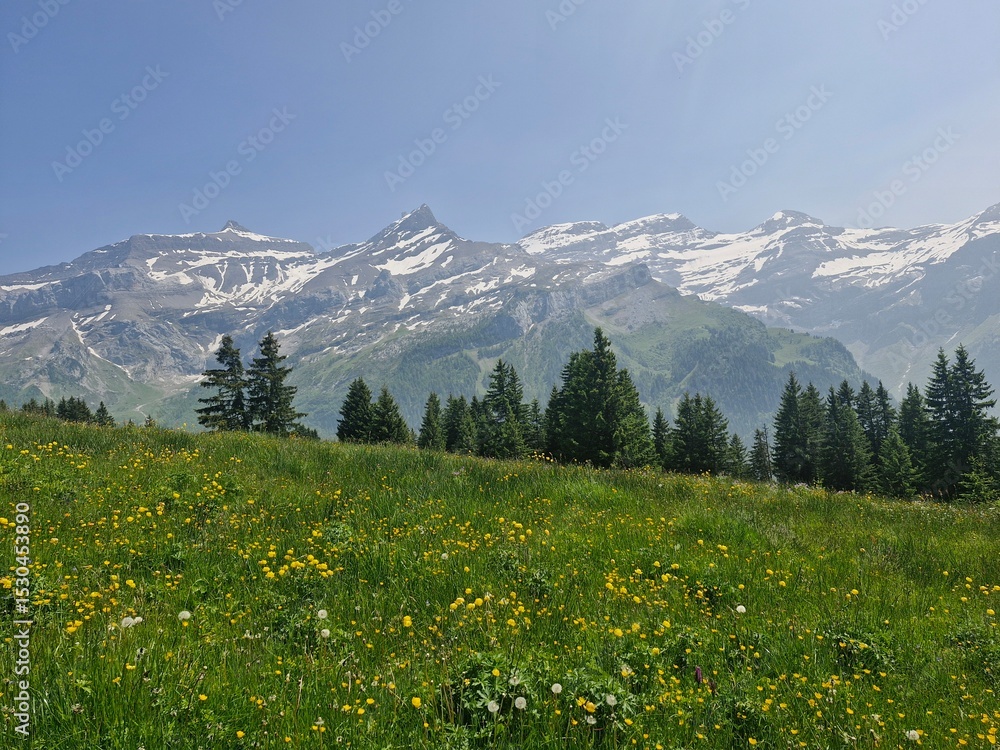 Fototapeta premium alpine meadow in the alps