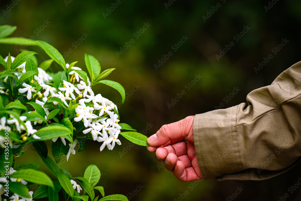 The hand of a gardener touches the leaf of a flowering shrub. The hand of a gardener touches the leaf of a flowering shrub.