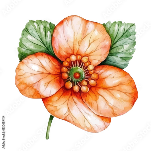 Cloudberry Slice, watercolor clipart vector, isolated on a white background.