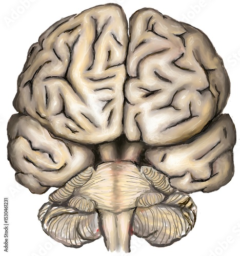 the illustration shown brain and brainstem anatomy