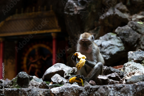 Photography Wild macaque eating banana on rocky temple ground