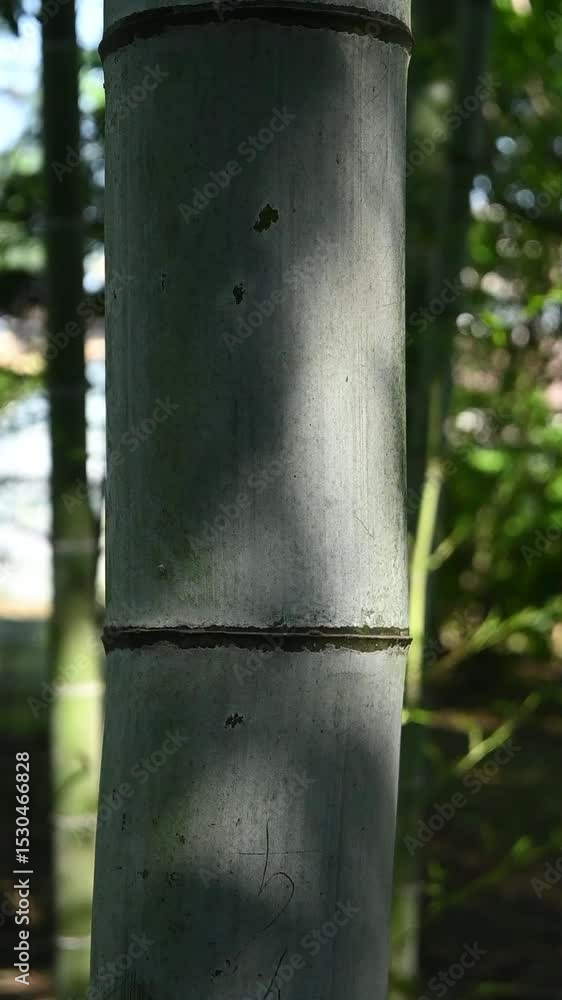 Shadow overlay on bamboo tree trunk in Japanese garden Shadow overlay on bamboo tree trunk in Japanese garden