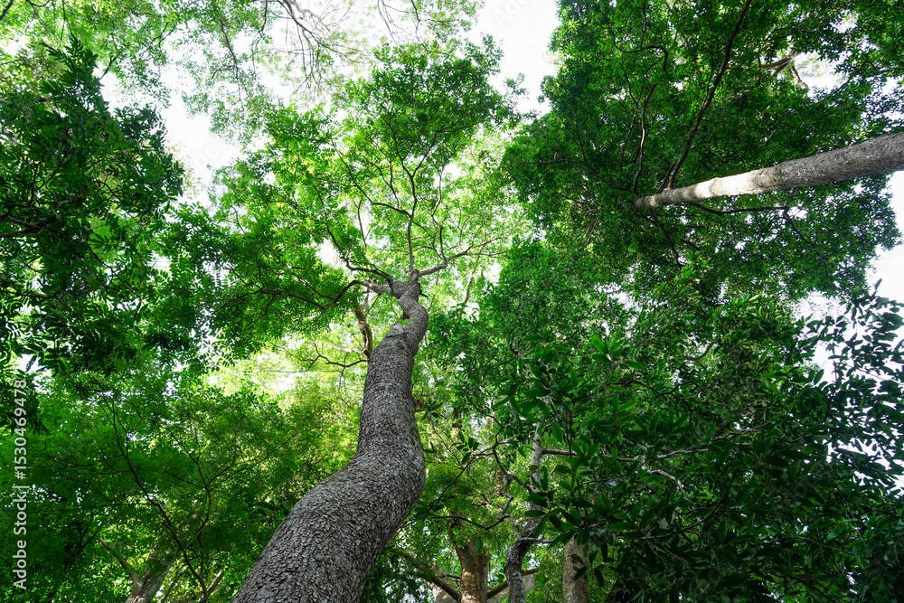Fototapeta premium Looking up to the tall tropical tree trunk with green leaves of rainforest trees. From down to the treetop.Look at the tree from below for environment wallpaper, environment background.