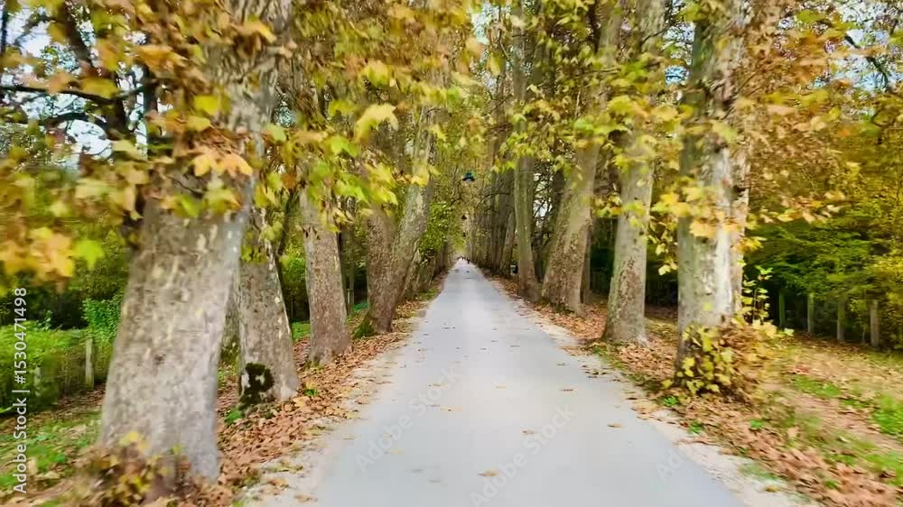 Tree alley road in autumn season. Tree alley road in autumn season.