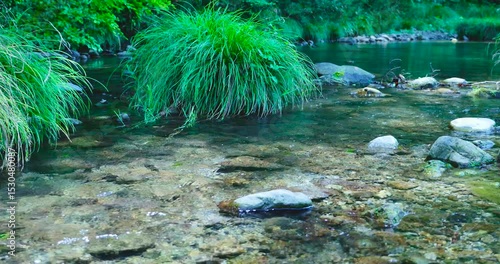 透き通る清流 養沢川 秋川渓谷
