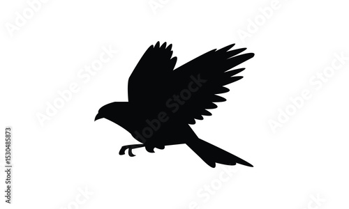 Amazonian motmot bird Silhouette Design  And Vector Illustration. 