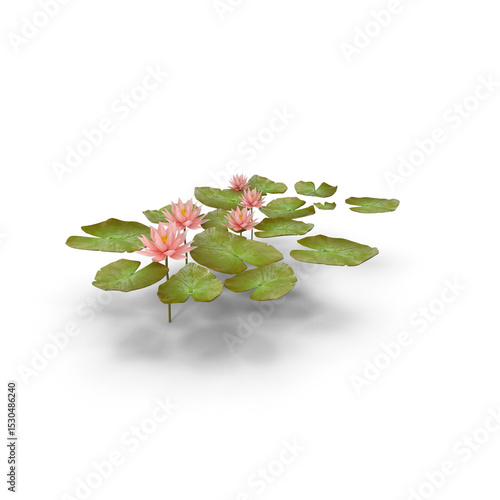 Water lily flower floating on water isolated on transparent background