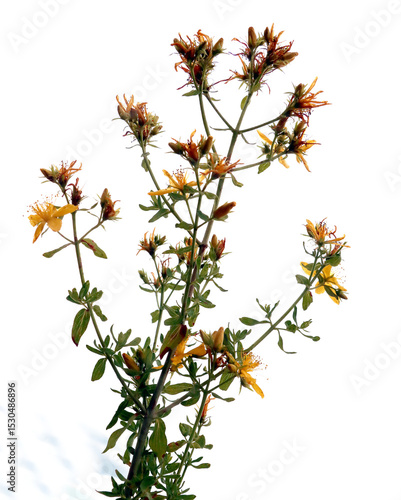 hypericum perforatum - St.John's wort blossoming close up