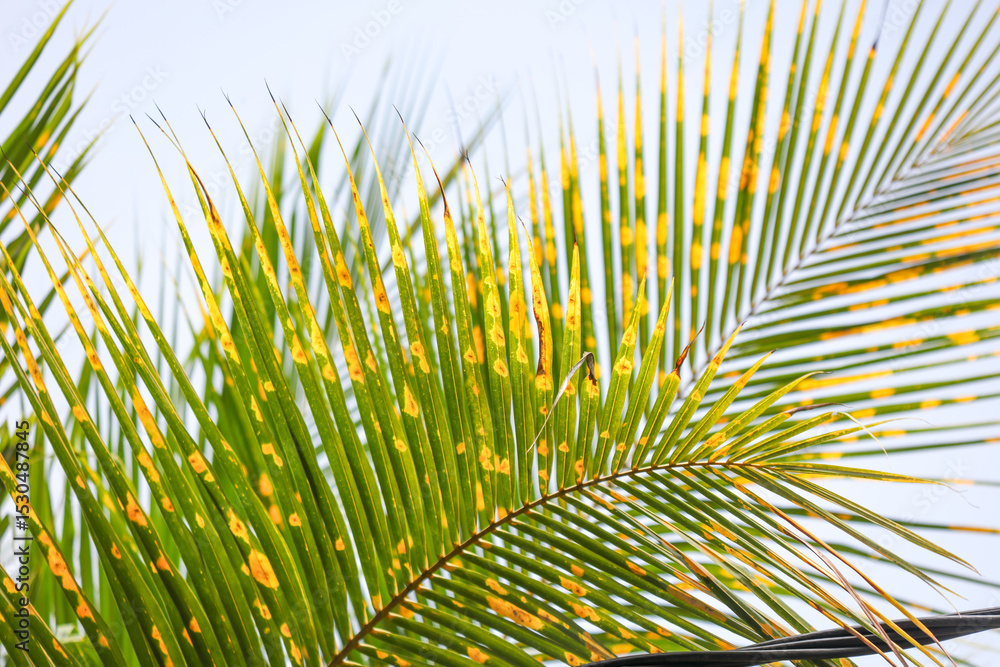 Obraz premium A leaf with yellow spots on it