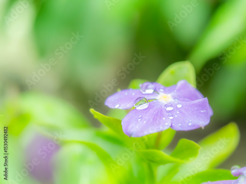 梅雨時から晩秋の公園や花壇を彩るニチニチソウのある風景。雨上がりの水滴がついた瑞々しい様子。自然風景素材。