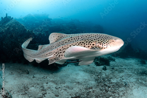 Photography Zebra Shark (Stegostoma tigrinum) also known in Thailand as Leopard Shark at Bida pinnacle in Andaman Sea, one of dive sites near Phi Phi island in Krabi, Thailand