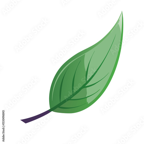 A leaf with perfectly balanced sides and a central vein 