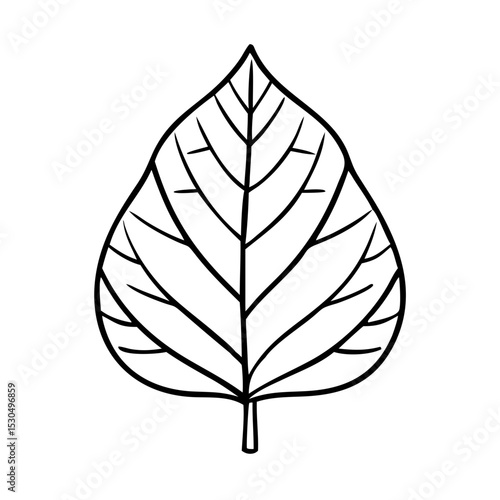 A leaf with perfectly balanced sides and a central vein 