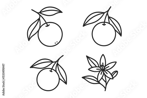 Illustration of orange fruits and blossoms in a simple and elegant design style