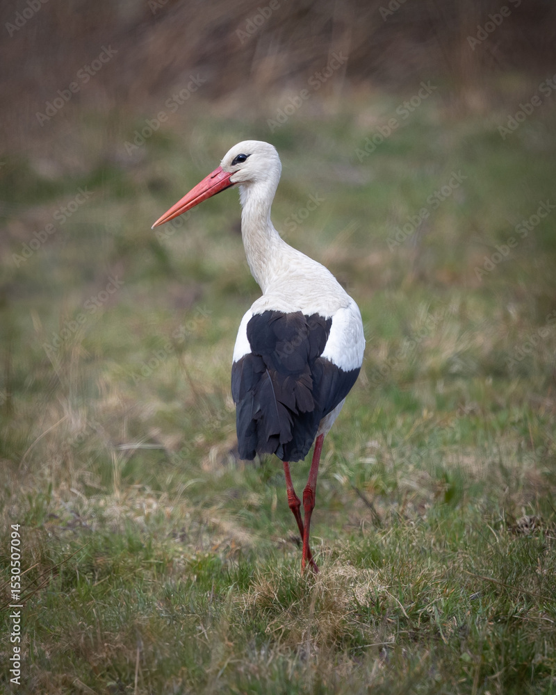 Fototapeta premium White Stork on Meadow