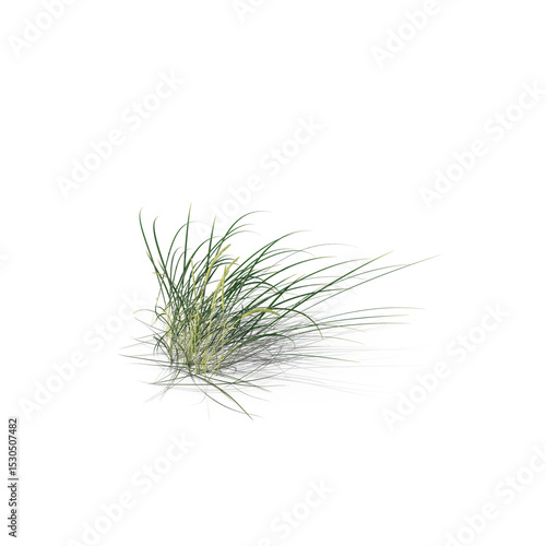 Clump of wild grass isolated on transparent background
