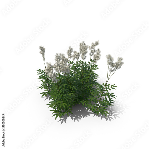 Meadowsweet flowering plant isolated on transparent background