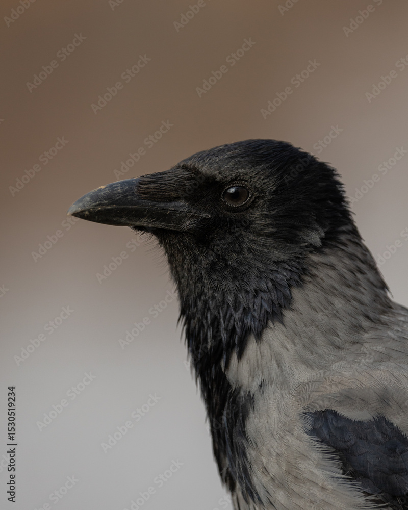 Fototapeta premium Hooded Crow Close-up