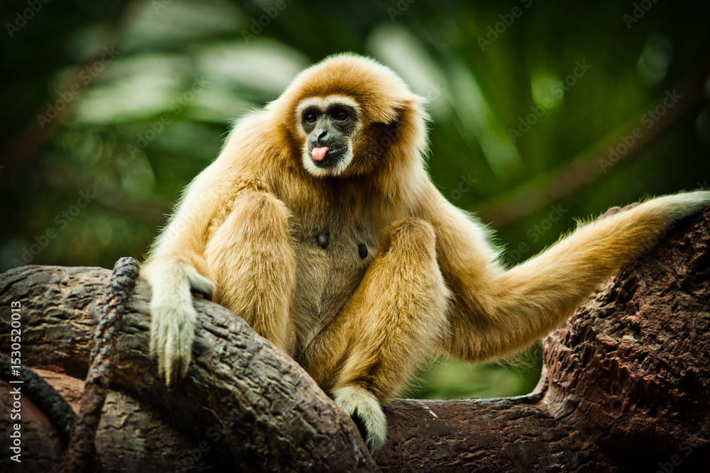 Photographs of primates, orangutans, monkeys, gorillas and apes Photographs of primates, orangutans, monkeys, gorillas and apes