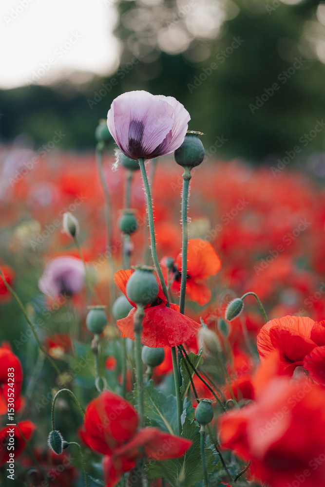 Obraz premium Lila Mohnblume