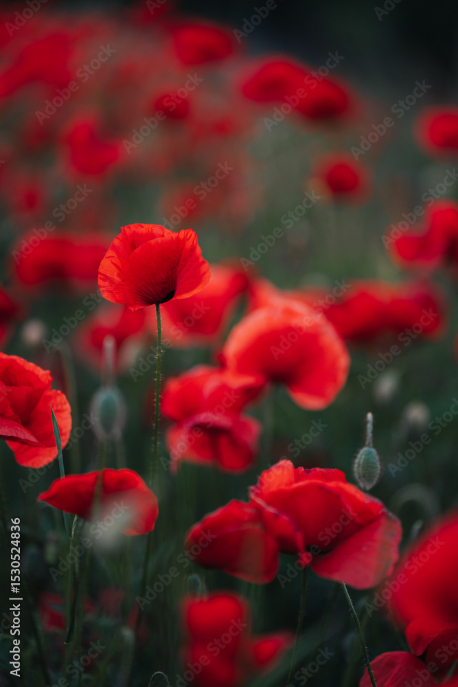 Obraz premium red poppy in the field