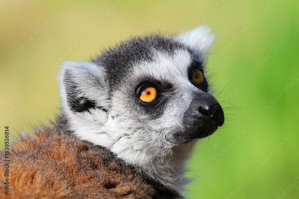 Fototapeta premium Photographs of primates, orangutans, monkeys, gorillas and apes