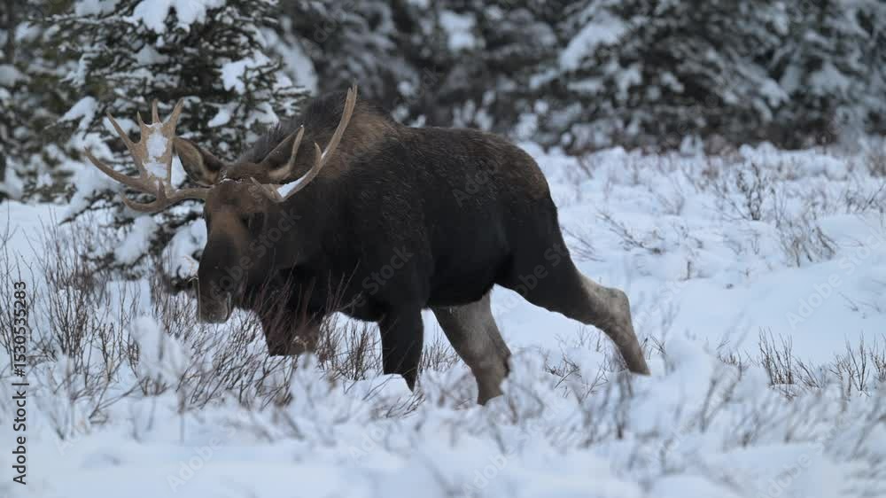 Bull moose in the Canadian Rockies in the winter Bull moose in the Canadian Rockies in the winter