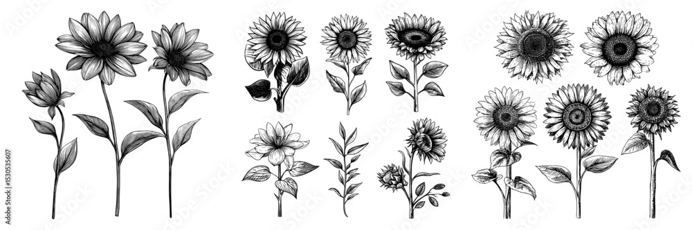 The Sketch Floral decorative set features sunflower drawings in black and white line art isolated on white backgrounds as hand drawn botanical illustrations with modern elements The Sketch Floral decorative set features sunflower drawings in black and white line art isolated on white backgrounds as hand drawn botanical illustrations with modern elements