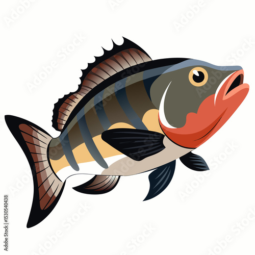 Barramundi Fish Illustration on White Background Detailed Graphic Design of a Silver Asian Seabass Isolated Aquatic Animal Artwork for Creative