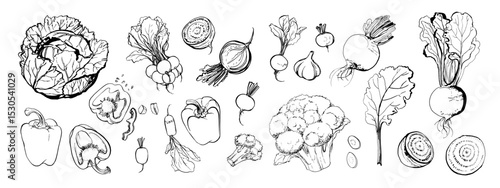 Hand drawn line food illustration vector. Vegetables and herbs, spices. Farm food. Healthy eating