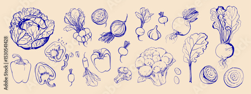 Hand drawn line food illustration vector. Vegetables and herbs, spices. Farm food. Healthy eating