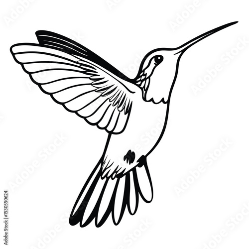 Black and white drawing shows a hummingbird flying with its wings spread widely