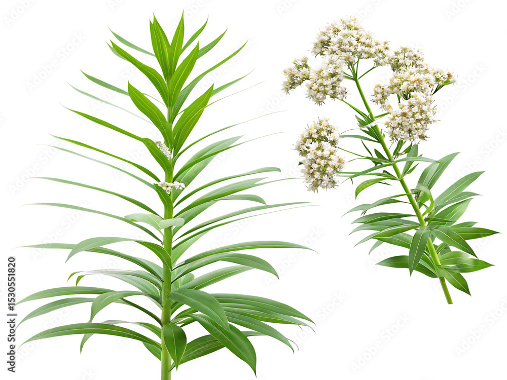 valerian isolated on white background PNG valerian isolated on white background PNG