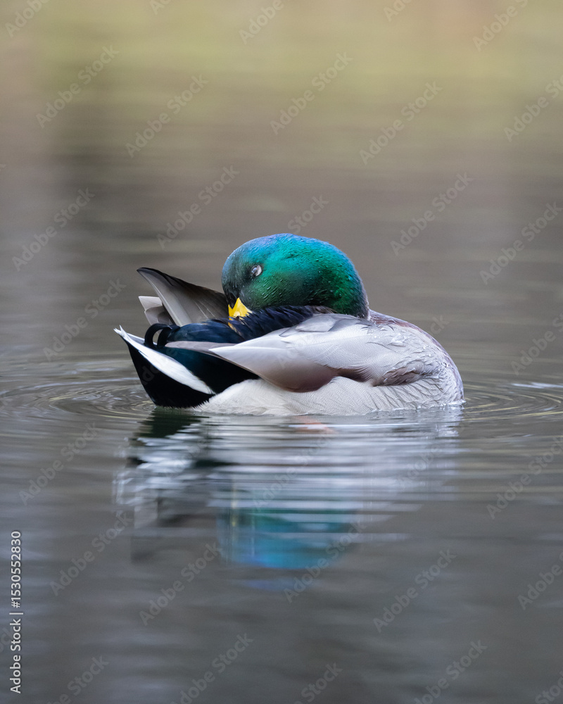 Obraz premium Male mallard duck swimming on calm water