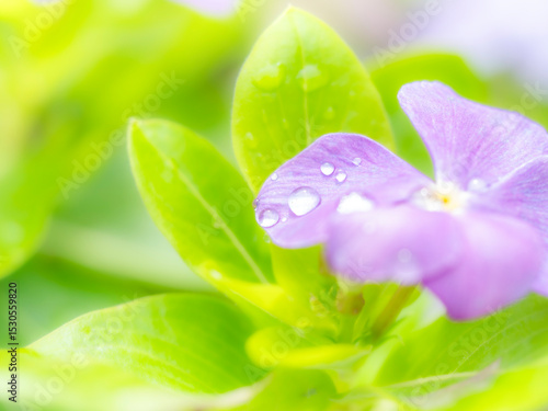 梅雨時から晩秋の公園や花壇を彩るニチニチソウのある風景。雨上がりの水滴がついた瑞々しい様子。自然風景素材。