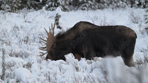 Bull moose in the Canadian Rockies in the winter